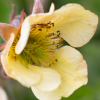 geum Lionel Cox - Abriachan Nurseries, The Garden On Loch Ness
